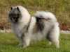 keeshond breeders