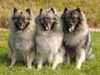 keeshond owners