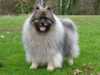 keeshond stud-dogs