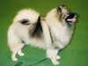 keeshond results