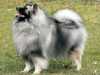 keeshond clubs