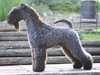 kerry blue terrier