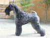 kerry-blue-terrier owners