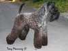 kerry-blue-terrier stud-dogs