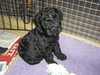 kerry-blue-terrier puppies