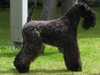 kerry-blue-terrier results