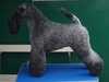 kerry-blue-terrier clubs