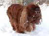 king-charles-spaniel breeders