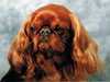 king-charles-spaniel owners