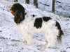king-charles-spaniel stud-dogs
