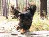 king-charles-spaniel puppies