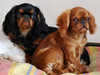 king-charles-spaniel clubs