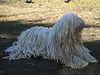 komondor breeders