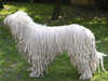 komondor results
