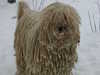 komondor clubs