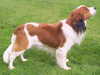 kooikerhondje