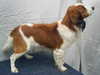 kooikerhondje stud-dogs