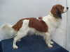 kooikerhondje puppies