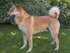korean jindo