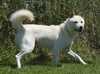 korean-jindo breeders