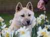 korean-jindo owners