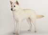 korean-jindo stud-dogs