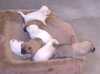 korean-jindo puppies