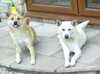 korean-jindo results