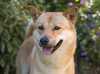 korean-jindo clubs