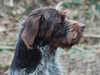 korthals-griffon puppies