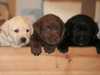 labrador-retriever puppies