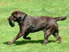 labrador-retriever results