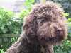 lagotto-romagnolo puppies