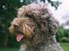 lagotto-romagnolo clubs