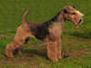 lakeland terrier