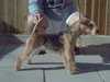 lakeland-terrier breeders