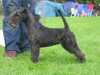lakeland-terrier owners