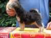 lakeland-terrier puppies