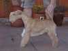 lakeland-terrier results