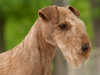 lakeland-terrier clubs