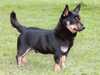 lancashire heeler