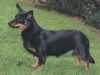 lancashire-heeler breeders