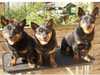 lancashire-heeler owners
