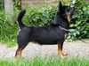 lancashire-heeler stud-dogs