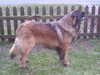 leonberger breeders