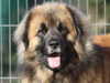 leonberger owners