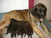 leonberger puppies