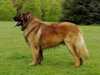 leonberger results