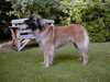 leonberger clubs