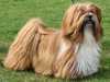 lhasa apso